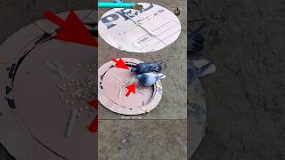 Pigeon trap | bird trap machine #shorts #youtubeshorts #ytshorts
