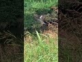 野鳥観察　青鷺　アオサギ　若鳥？　鳥って何考えてるのだろう 鷺 野鳥 青鷺 アオサギ