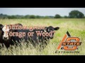 Johnsongrass: forage or weed?