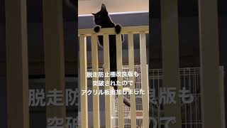 脱走防止柵を突破するクノイチ、クロエちゃんとの攻防戦🥷　#保護猫 #子猫 #猫 #黒猫 #kitten #blackcat #kunoichi #ninja