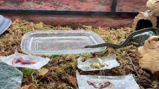 Alfonso Faustino: Garter Snakes: Feeding