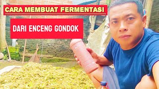 cara presentasi Enceng gondok anti gagal  untuk Entok