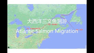 大西洋三文鱼洄游 | Atlantic Salmon Migration