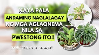 GRABE PALA ANG RESULTA PAG DITO NAKAPWESTO ANG AGLAONEMA!