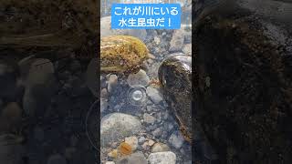 川虫と呼ばれる水生昆虫たち #shorts