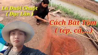 Cách Bắt Tôm | Đặt Lú Đuôi Chuột (Đục Lần) | Sang Tôm Cho Ao Nuôi Khác | Cao Hoài Ân