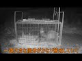 【イノシシ捕獲の瞬間】箱罠で猪捕獲！？