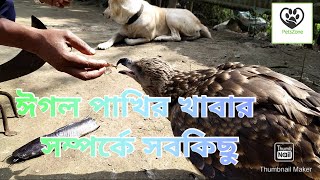 ঈগল/বাজপাখি/চিলের খাবার । Food for Eagles,Hawks Or Kites