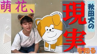 萌花、秋田犬の現実を勉強。の巻。