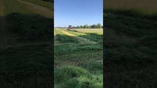 Hesston 9260 swather cutting volunteer.