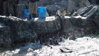 ペンギンたちのごはんタイム　2023.1.6　葛西臨海水族園