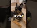 【かわいいシェパード】頭の上に😂 シェパード germanshepherd 癒し shorts