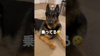 【かわいいシェパード】頭の上に😂 #シェパード #germanshepherd #癒し #shorts