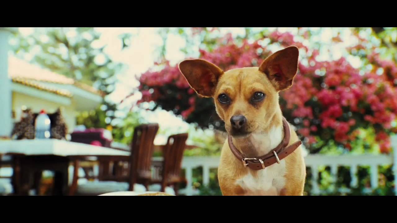 Le Chihuahua De Beverly Hills - Bande-annonce (Jamel Comedy Club) - YouTube