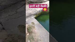 इतनी बड़ी मेंढक... देखो 😲😲#animals #frog #mendhak amphibia#शॉर्ट्सवीडियो               #largest frog