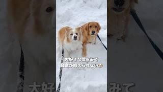 雪遊びが好きすぎて理性が保てない犬達がヤバすぎる...【ボーダーコリー•ゴールデンレトリバー】#shorts