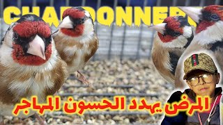 تربية الحسون المهاجر في القفص: من التحديات إلى النجاح 🐤🚀 و عروض اخرى مغرية