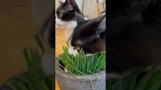 猫草の食べ方を間違えてる猫。#猫 #保護猫 #cat