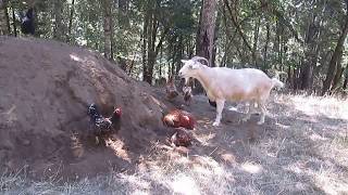 Chickens happily take a sand SPA together 山羊依依好奇在沙山上洗沙浴的雞兒們