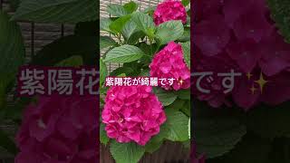 紫陽花　#アジサイ#栽培#額#ガク#花#花言葉#梅雨#6月#色#カラー