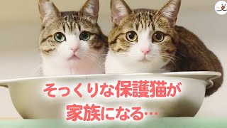 血の繋がりはないけれど…。優しく支え合う2匹の保護猫の物語♡