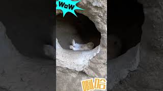 wow！呆萌的小可爱，偷偷的在干嘛？What is the cute little rabbit doing?