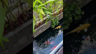 The MAJESTIC CONTRAST of DAY and NIGHT in our KOI POND 🫣