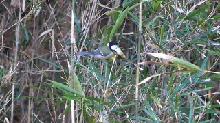 自然環境保全センター 自然観察園のシジュウカラ　その２９（4K60P動画）