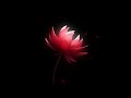 Ender Lilies Bible-Intro+Rosary-Intro