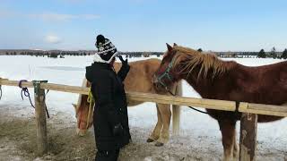 北海道騎馬