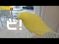 すぐキレるオカメインコ・エマ 怒り方 半端ない...507 cockatie funny parrots and cute birds