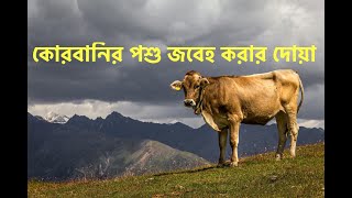 কোরবানির দোয়া বাংলা | ঈদুল আযহা | কোরবানির পশু জবাই | qurbani korar dua bangla