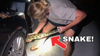 RESCUED! 8ft MONSTER PULLED OUT OF A CAR!