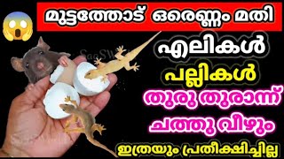 തട്ടുകടക്കാർ ചെയ്യുന്ന കിടിലൻ സൂത്രം, എലികൾ,പല്ലികൾ ഓരോന്ന് ഓരോന്നായി ചത്തു വീഴും #ratremoval