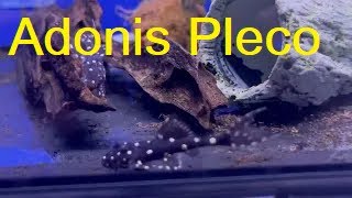 Adonis Pleco | L155 Acanthicus Adonis @LankaPetFish #acanthicus_adonis #adonis_pleco #aquarium