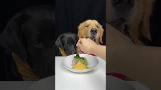 This Meal May Contain Flying Noodles. Golden and Labrador. Cute Pet Debut Plan