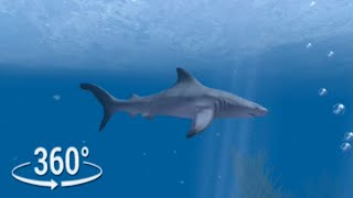 360° VR | Ocean Diving with Great White Shark Experience