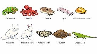 Every Animal That Changes Color Explained In 7 minutes