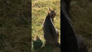 カマキリにやられる猫