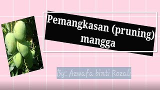 [ Tutorial ] CARA Pemangkasan Mangga HARUMANIS | CARA \u0026 Tips Pemangkasan (Pruning)