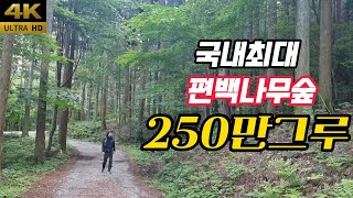 국내 최대 편백나무숲 | 250만 그루 편백나무 | 중앙임도숲길 숲내음숲길 | 국립 장성 치유의 숲