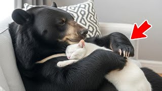 Bear Keeps Hugging Crying Kitten  When The Vets Found Out Why, Everyone Was In Tears!