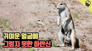 묵직한 땅콩을 가진 '케이프땅다람쥐' 이야기