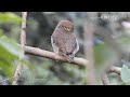 jungle owlet