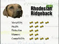 breed all about it rhodesian ridgeback