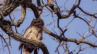 Amaze-wing Facts About The Mottled Owl For Kids