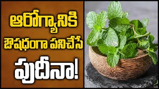 ఆరోగ్యానికి ఔషధంగా పనిచేసే పుదీనా! | Health Benefits of Mint Leaves | 10TV News