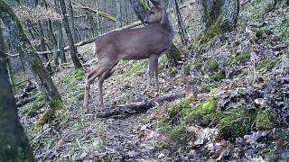 Reh, Rehbock, Dachs. Eifel bei Dohr 18.2.2014  © Lothar Lenz