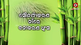 ସୌନ୍ଦର୍ଯ୍ୟକରଣ ନାଁରେ ବନୀକରଣ ଧ୍ଵଂସ