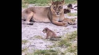 Newborn Lion Cub looking for Mom # Lions Life